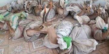 سامارو موڙ وٽ چيڪنگ دوران 19 هرڻن سميت 3 ڄڻا گرفتار، هرڻ وائلڊ لائف کاتي حوالي