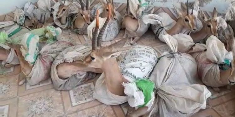 سامارو موڙ وٽ چيڪنگ دوران 19 هرڻن سميت 3 ڄڻا گرفتار، هرڻ وائلڊ لائف کاتي حوالي