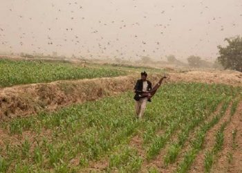 ملک بھرمیں ٹڈی دل کے خلاف آپریشن کی تفصیلات جاری