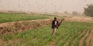 ملک بھرمیں ٹڈی دل کے خلاف آپریشن کی تفصیلات جاری