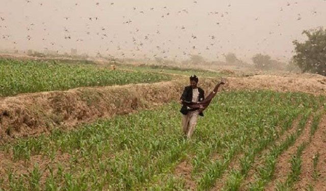 ملک بھرمیں ٹڈی دل کے خلاف آپریشن کی تفصیلات جاری