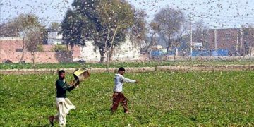 Locusts wreak havoc in South Punjab