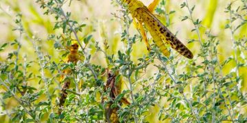 61 districts across Pakistan under attack from locusts: NDMA