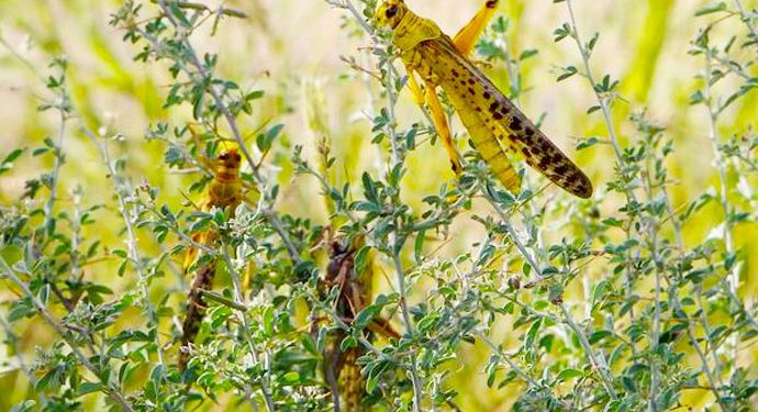 61 districts across Pakistan under attack from locusts: NDMA
